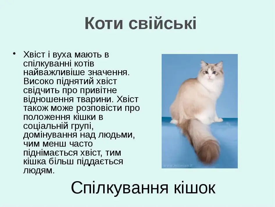 Коти свійські